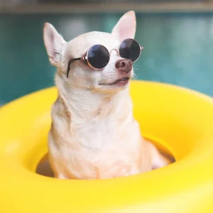 chihuahua hund mit sonnenbrille, der in einem gelben schwimmring am swimmingpool sitzt