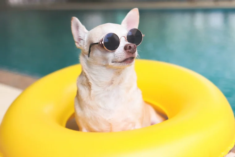 chihuahua hund mit sonnenbrille, der in einem gelben schwimmring am swimmingpool sitzt