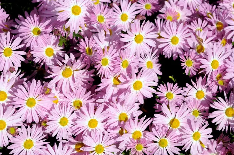 Chrysanthemum indicum 'Clara Curtis' blüht zartrosa und wächst buschig