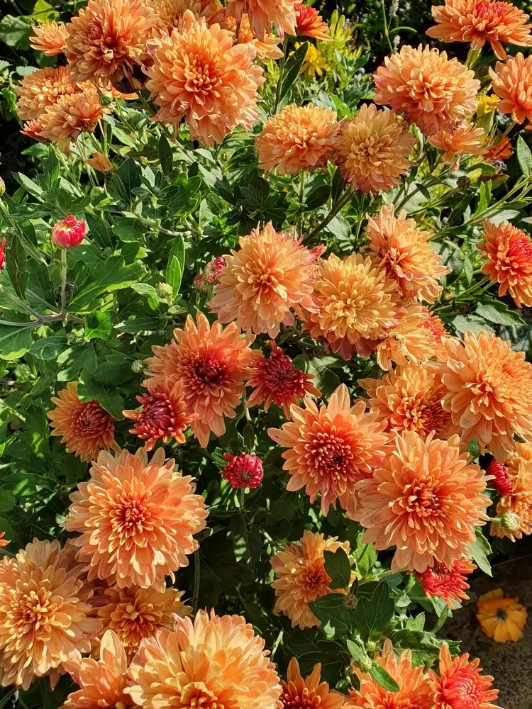 Chrysanthemum indicum 'Herbstbrokat' ist sehr bienenfreundlich