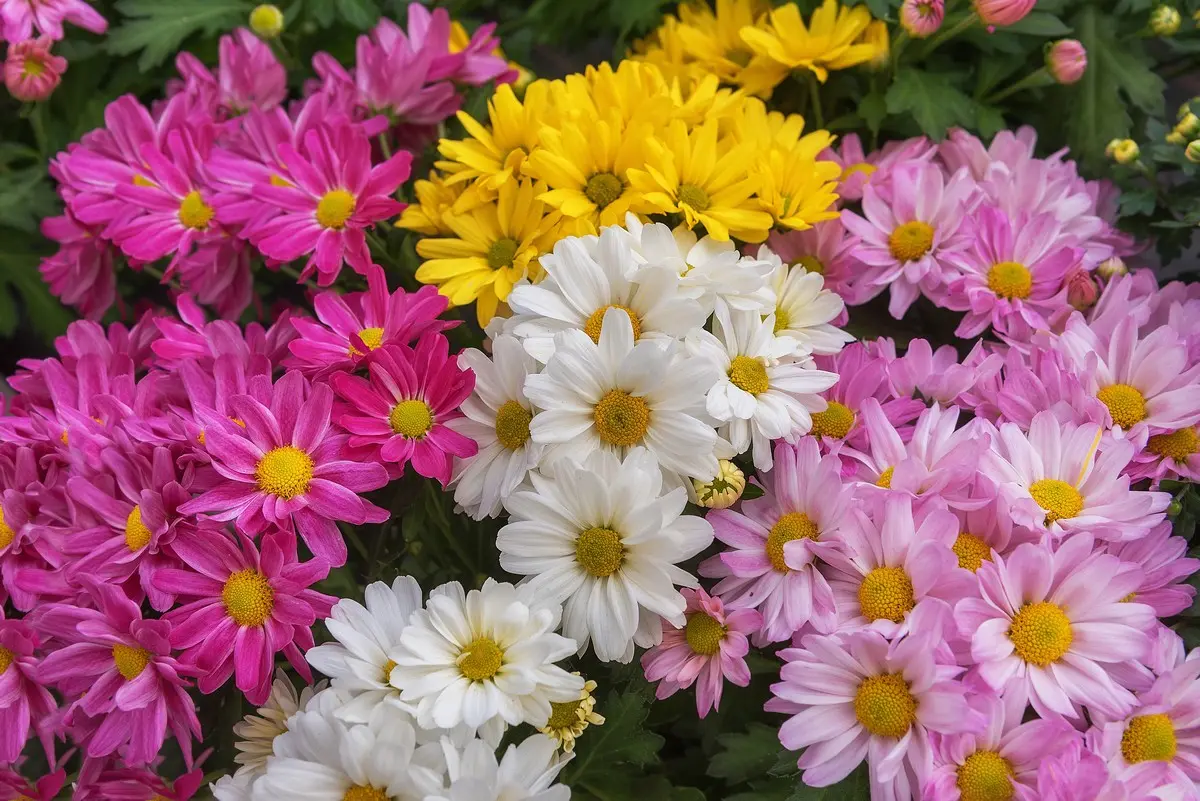 Chrysanthemum-indicum-Sorten für das Gartenbeet oder Balkon und Terrasse