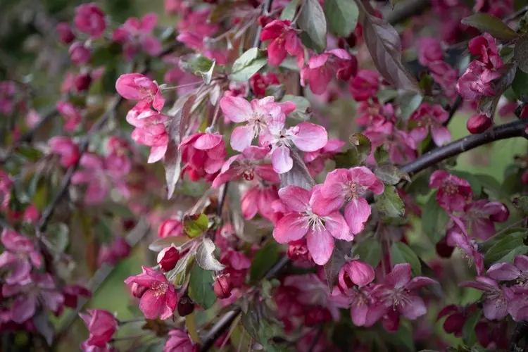 Der Zierapfel (Malus spp.) blüht im Frühling in attraktivem Pink