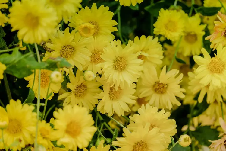 Die gelbe 'Goldmarianne' blüht ab September bis November