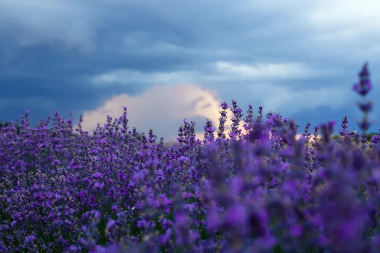 die königliche, blau violette duftpflanze für ihren garten lavendel 'royal blue'