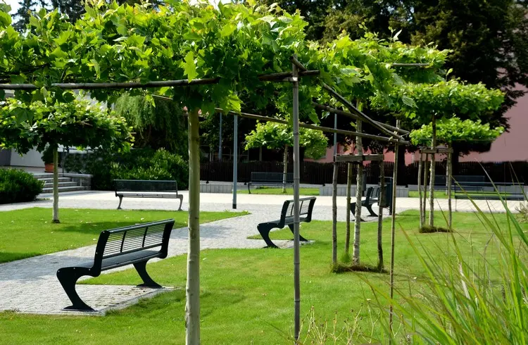 Die Schirmplatane wird an Spaliern gezogen für eine lebendige Überdachung