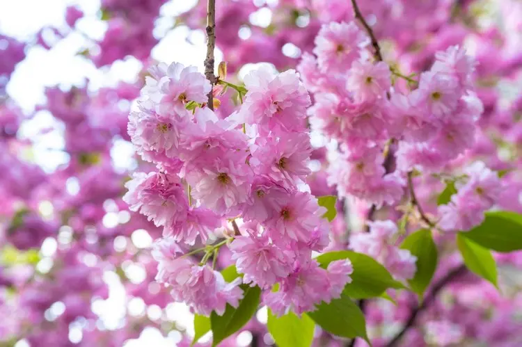 Die Zierkirsche (Prunus serrulata) sollte in einem Abstand zur Terrasse gepflanzt werden