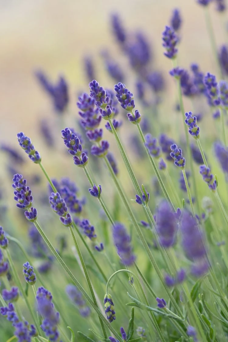 dunkler lavendel 'royal blue' bester lavendel für garten und kübel
