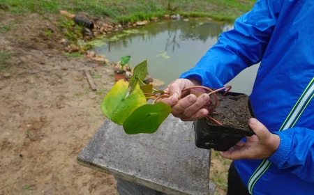 ein mann hält asserlilie nymphaea