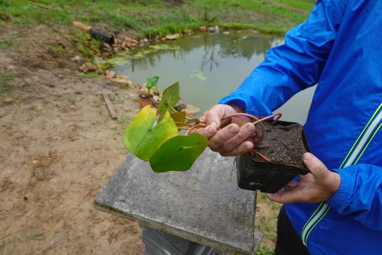 ein mann hält asserlilie nymphaea