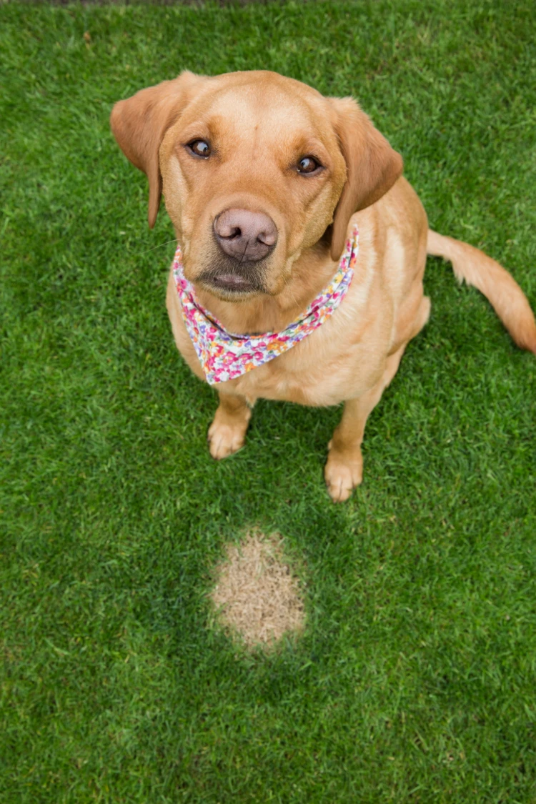 ein schuldbewusst aussehender hund sitzt neben einem verbrannten fleck toten grases, das durch übermäßige urinmengen verursacht wurde