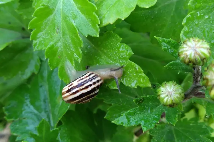 Eine Schneckenplage ist besonders bei Jungpflanzen möglich
