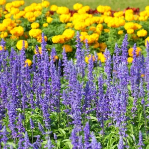 farbkontraste im staudenbeet mit steppensalbei