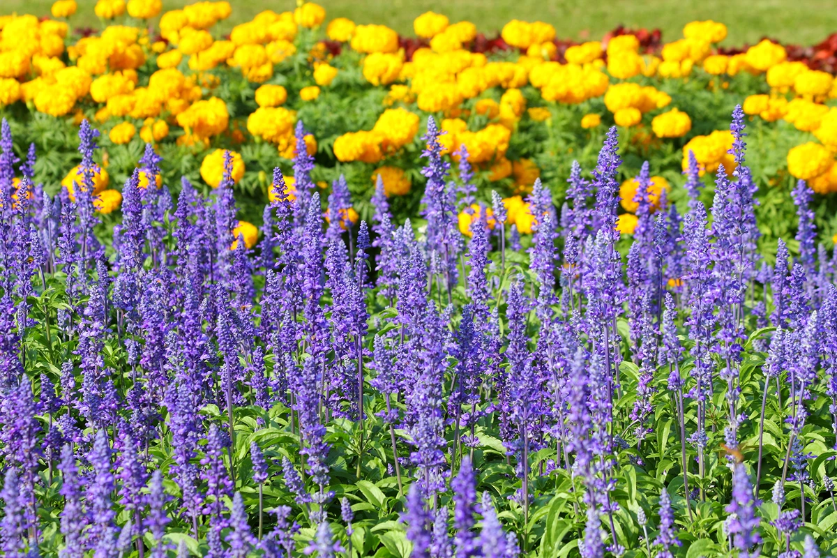 farbkontraste im staudenbeet mit steppensalbei