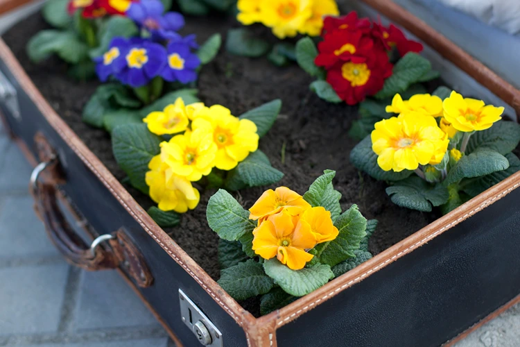 gartendeko bunte primeln in altem koffer