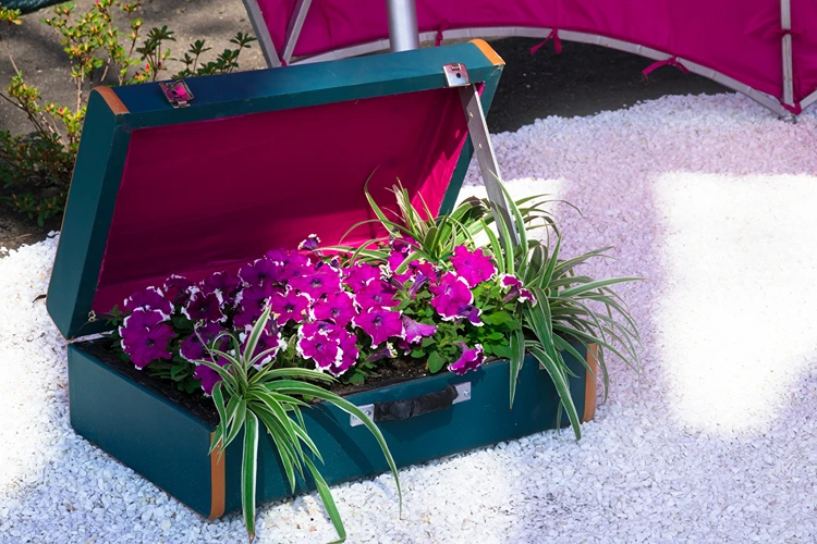 gartendeko idee mit koffer violette petunien