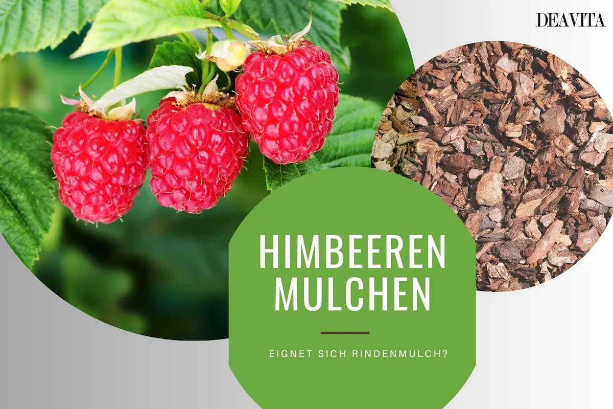 Himbeeren richtig mulchen nützliche Tipps