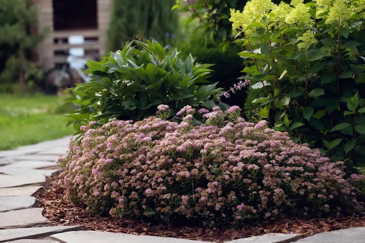 japanischer Spierstrauch gegen Überschwemmungen im Garten