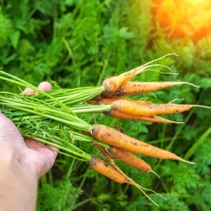 Karotten wann ernten richtiger Zeitpunkt erkennen