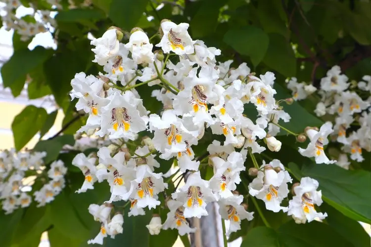 Katalpa (Catalpa speciosa) mit orchideenartigen Blüten für große Gärten