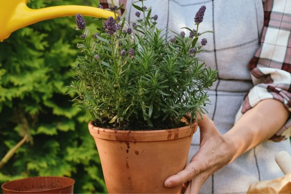 kleine gartenschätze mit großer wirkung niedriger lavendel eignet sich perfekt für kübel oder beet!