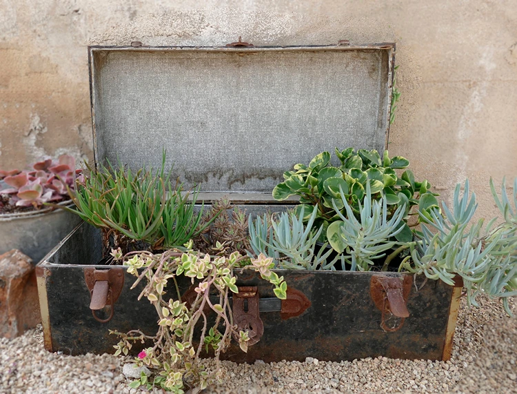koffer voller sukkulenten mini dschungel im vintage stil