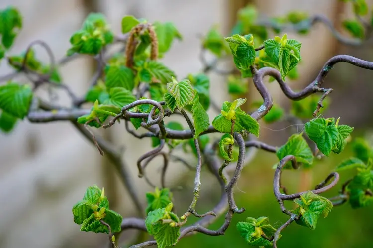 Korkenzieherhasel (Corylus avellana 'Contorta') ist mehrstämmig und braucht viele Jahre, um groß zu werden