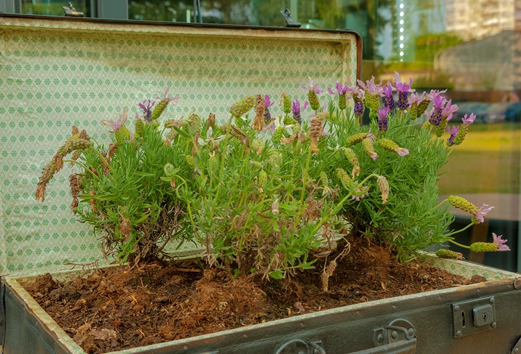 kräuterkoffer aromatische gartendeko lavendel