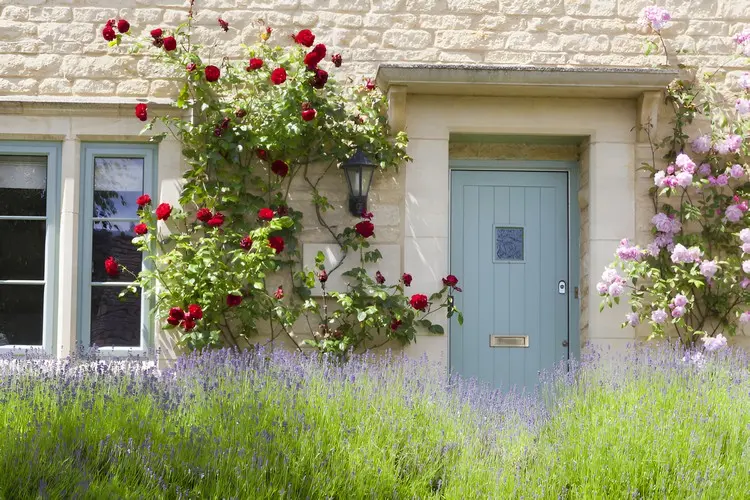 Lavendel-Hecke im Vorgarten mit Rosen und anderen Pflanzen kombinieren