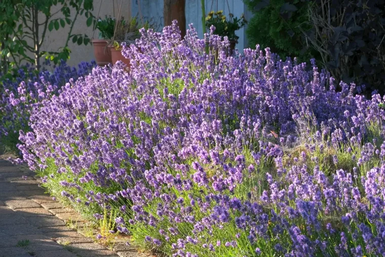 Lavendel-Hecke im Vorgarten pflanzen - Sorten, Abstände und Pflanzpartner