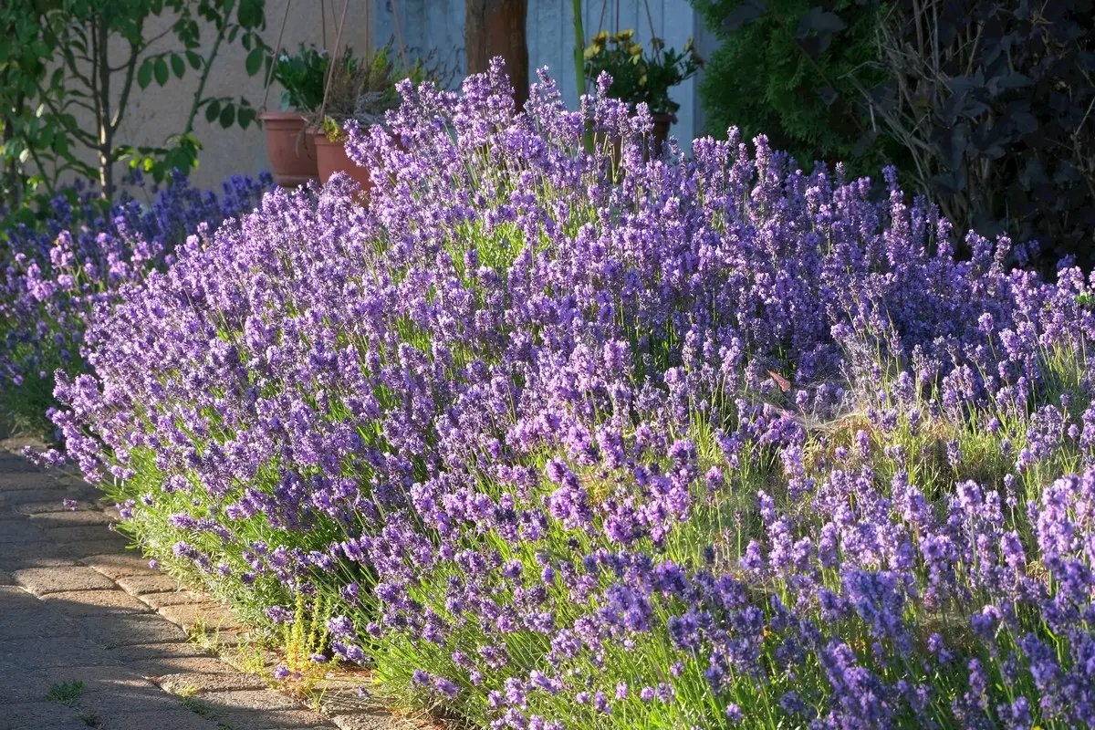 Lavendel-Hecke im Vorgarten pflanzen - Sorten, Abstände und Pflanzpartner