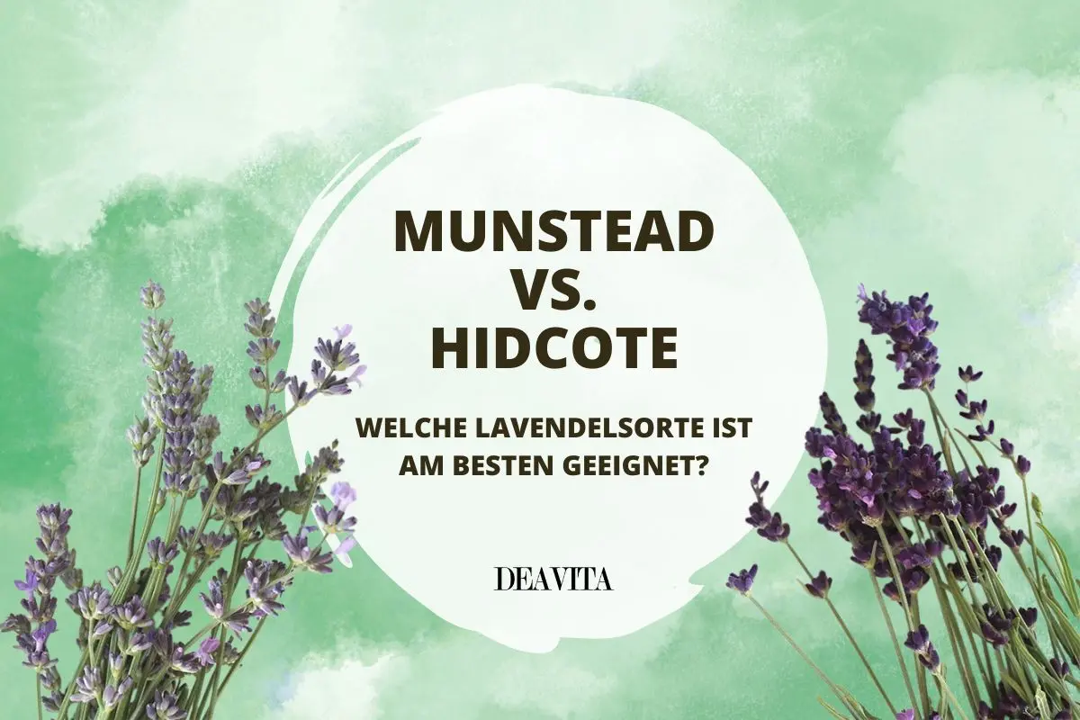 Lavendel Munstead oder Hidcote im Vergleich - Welche Sorte passt in welchen Garten