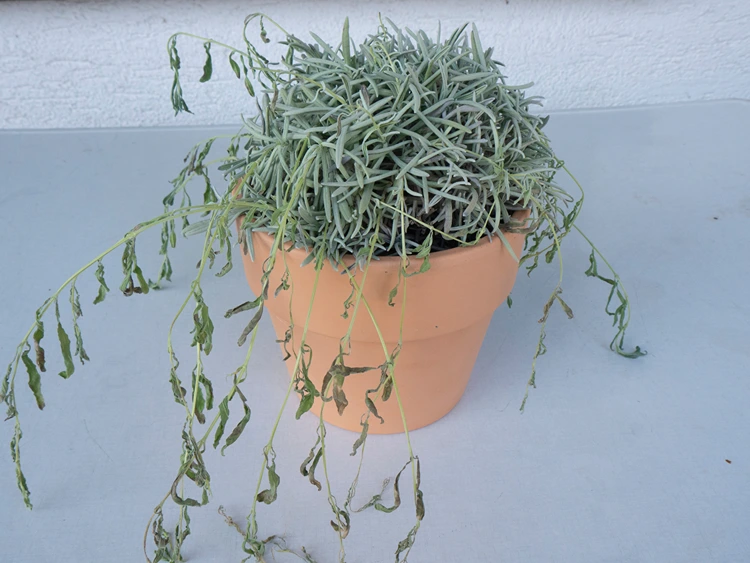 lavendel schlappe hängende triebe zu viel wasser