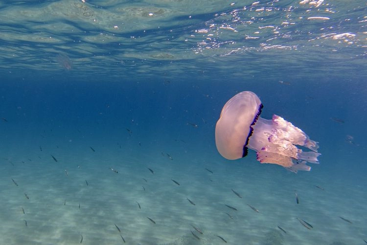 lungenqualle (rhizostoma pulmo)