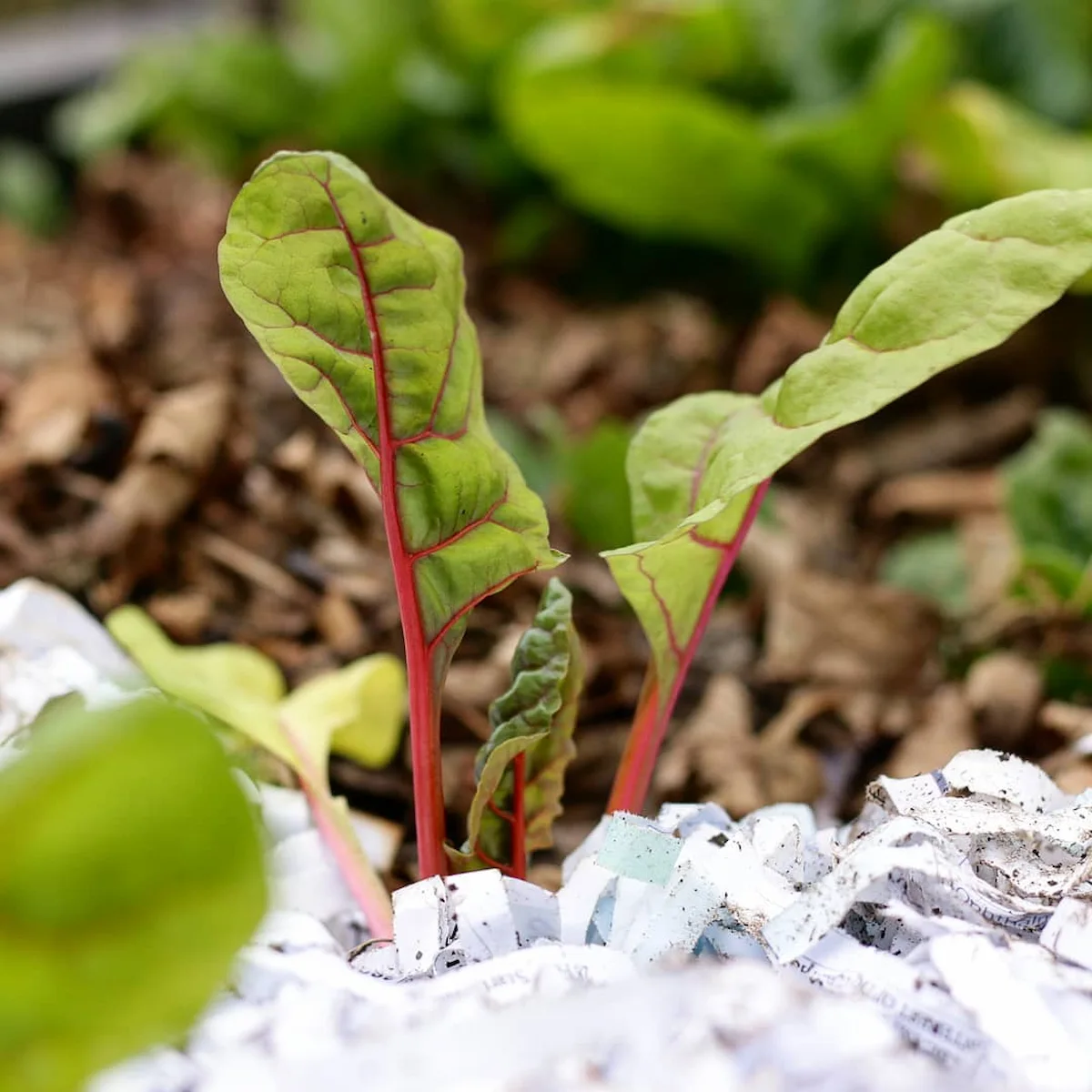 Mulchen mit geschreddertem Papier geht das