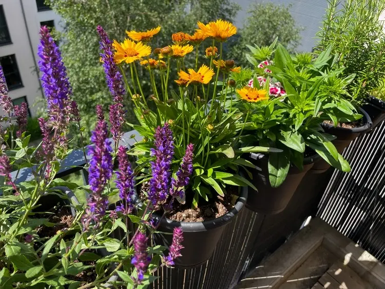 Nachhaltigen Balkon gestalten mit insektenfreundlichen Blumen und Kräutern
