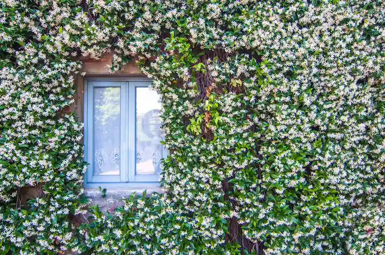 Pflanzen bei Hitze Jasmin an der Hauswand pflanzen 