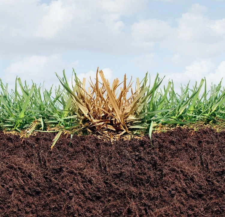 rasenschaden und graserkrankungen als beschädigte sodwurzeln verursachen einen braunen fleck