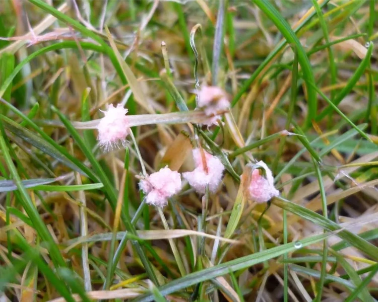 rosa schimmel limonomyces roseipellis rasen