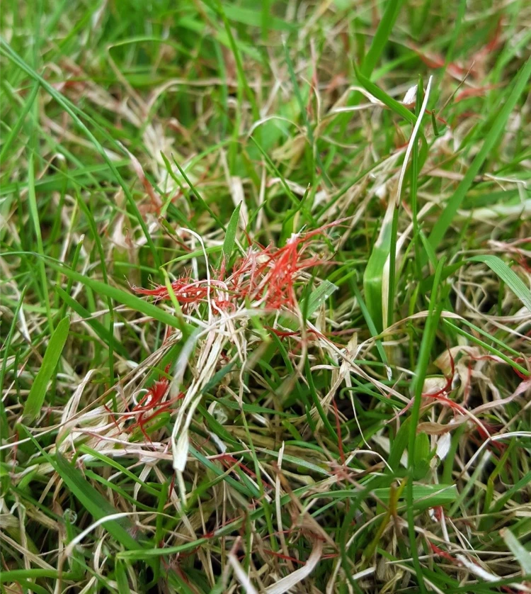 rotspitzigkeit (laetisaria fuciformis) rasen