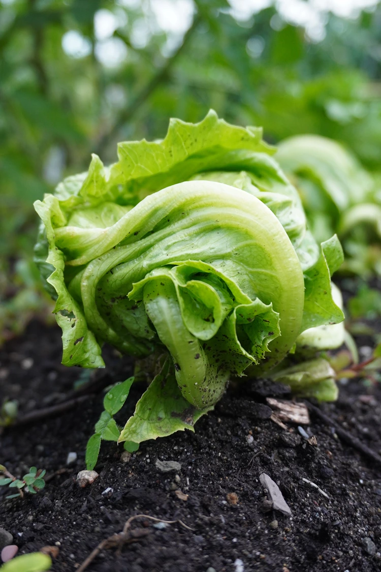 salatsorten die im sommer hitze gut vertragen