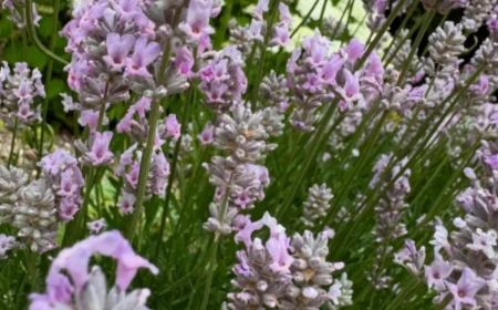 schickimicki im garten rosa blühender lavendel 'miss katherine' als der coolste gartentrend 2025!