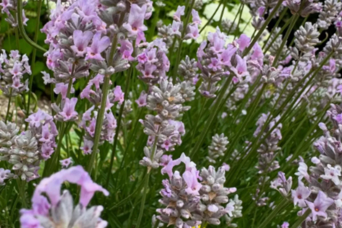 schickimicki im garten rosa blühender lavendel 'miss katherine' als der coolste gartentrend 2025!