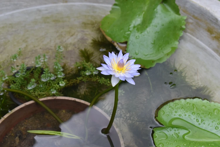seerosen im gartenteich pflegen