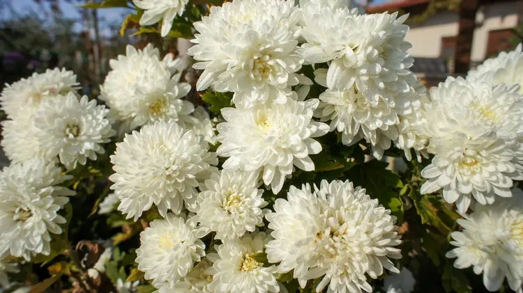 'Snowdon White' für eine üppige weiße Blüte ab August