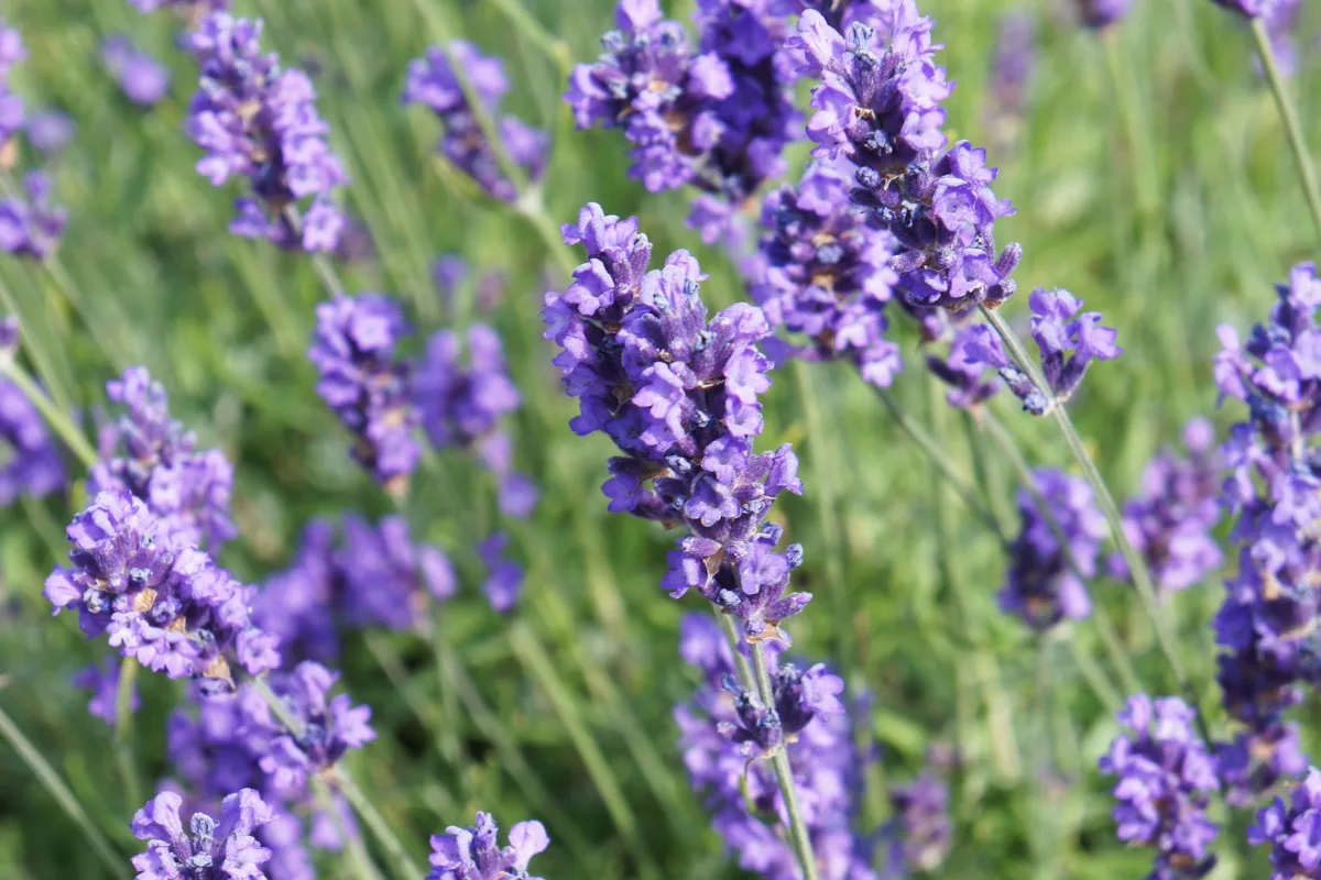 so niedlich und schön duftend lavendel 'melissa lilac' ziehen hobby gärtner in betracht!