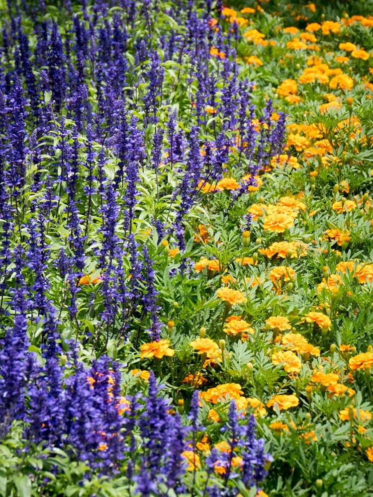 steppensalbei kombinationen mit gelben blumen