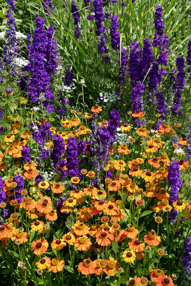 steppensalbei kombinationen mit gelben und orangen blumen