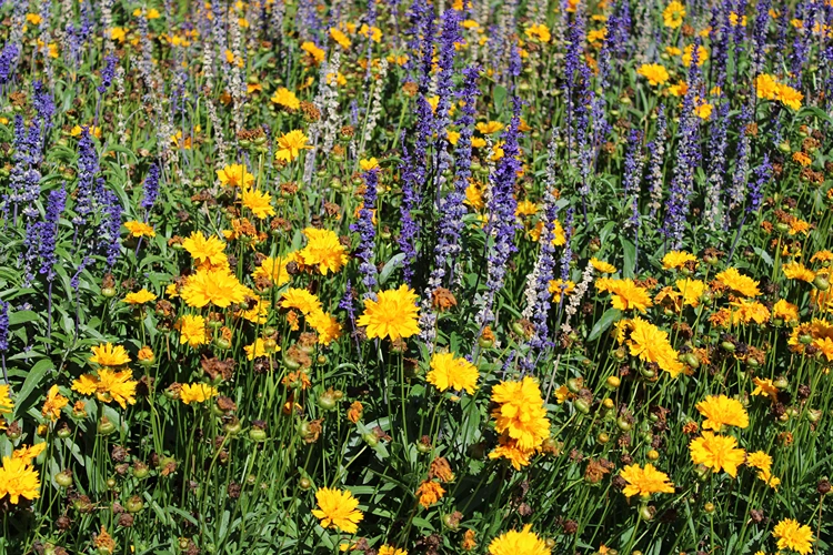steppensalbei salvia nemorosa kombination mit gelben und orangen blumen