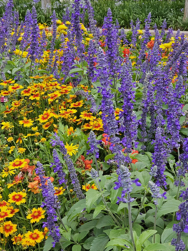 steppensalbei und mädchenauge zusammen im blumenbeet