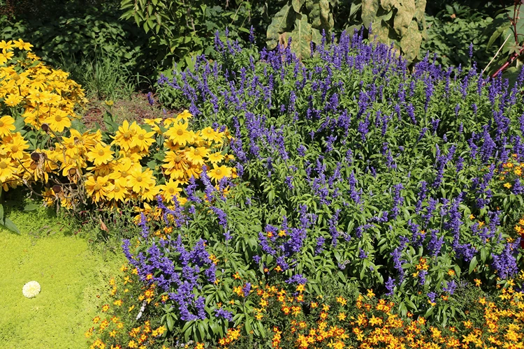 steppensalbei und sonnenhut nebeneinander im blumenbeet